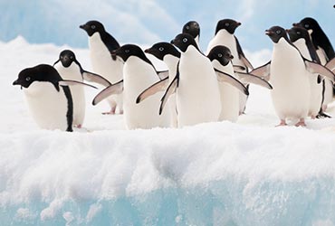 antarctica_pinguins3